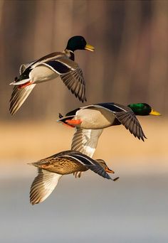 three ducks are flying in the air above water and trees, with one duck flapping it's wings