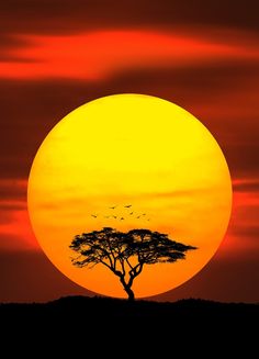 the sun is setting behind a tree with birds flying around it in front of an orange and red sky