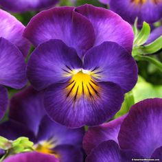 purple pansies with yellow center surrounded by green leaves and flowers in the foreground