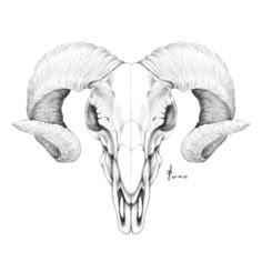 a drawing of a ram's head with long horns