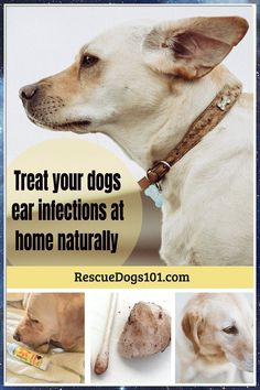 Looking for expert advice on dogs ear care? Check out these 6 essential tips to ensure your furry friend's ears stay healthy and happy. From cleaning techniques to preventing infections, this guide has got you covered. Say goodbye to ear troubles and hello to wagging tails! Dog Ear Mites, Dog Ear Infections, Cleaning Dogs Ears, Dog Ear Cleaner, Tips For Dogs