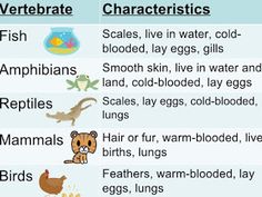 an animal's body and its characteristics are shown in this graphic above the words