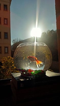 a fish bowl sitting on top of a wooden table next to a window sill