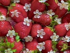 a bunch of strawberries with white flowers on them