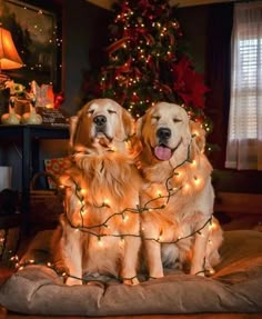 two golden retriever dogs sitting on top of a bed with christmas lights around them