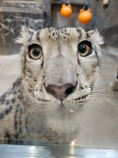 a snow leopard looks at the camera while standing in an enclosure with oranges hanging from the ceiling