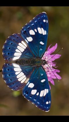 a blue butterfly sitting on top of a pink flower