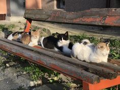 four cats sitting on top of a wooden bench