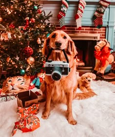 a dog with a camera sitting in front of a christmas tree and other holiday decorations