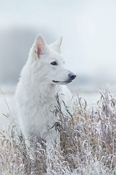 a white dog sitting in the middle of a field with snow on it's ground