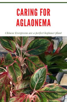 a plant with red and green leaves on it in front of a brick wall that says caring for algonema