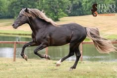 a black horse galloping on the grass near water