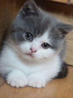 a gray and white kitten is sitting on the floor