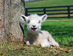 a baby lamb is sitting next to a tree in the grass and looking at the camera