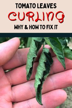 Tomato leaves curling Tomato Leaves Curling Up, Fertilizing Tomato Plants, Tomatoe Plant Care, Tomato Plants Growing Tips In Pots, Tomato Leaf Problems, Pepper Plant Problems, Tomato Plants Growing Tips, Tomato Leaves Curling, Potted Tomato Plants