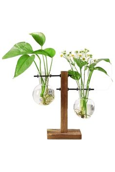 three glass vases with plants in them on a wooden stand against a white background