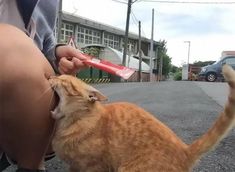 an orange cat standing on top of a person's leg next to a red toothbrush