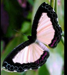 two butterflies sitting on top of a green leafy plant with purple and black markings