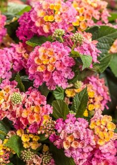 pink and yellow flowers with green leaves