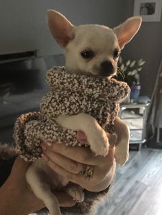 a person holding a small dog that is wearing a blanket on it's back