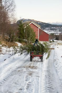 a man pushing a wagon full of trees down a snow covered road in front of a red barn