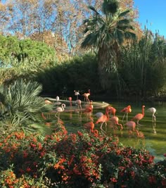 many flamingos are standing in the water near some trees