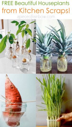 four different pictures with plants in glass vases and text overlay that says free beautiful houseplants from kitchen scraps