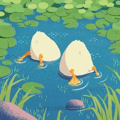 two white swans swimming in a pond with lily pads