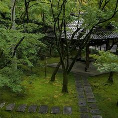 a path in the middle of a lush green forest with steps leading up to it