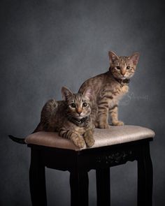 two kittens sitting on top of a wooden chair