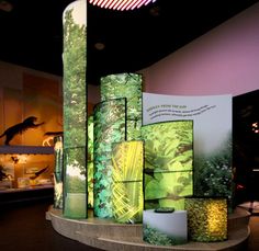 a display in a museum filled with lots of different types of plants