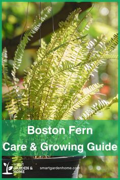 Add festive greenery to your home this Christmas Eve with Boston Ferns! These elegant plants thrive in bright, indirect light and love a humid environment. Keep them merry and bright with regular watering and a peat-based soil mix. Discover more at Smart Garden and Home.