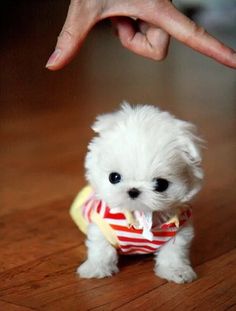 a small white dog sitting on top of a wooden floor next to a person's hand