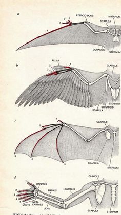 three different types of wings are shown in this diagram, and each one is labeled with the