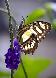 a butterfly sitting on top of a purple flower