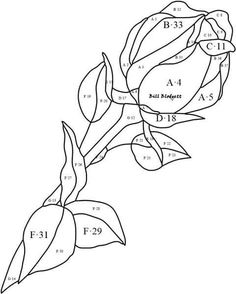 a drawing of a rose with numbers on it and the petals are numbered in black