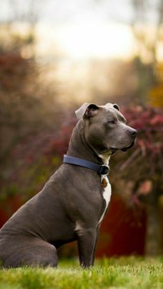 a dog is sitting in the grass outside