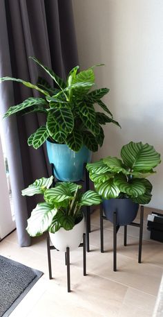 three potted plants sitting next to each other on top of a wooden floor in front of a window