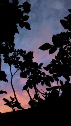 the sun is setting behind some trees with leaves on it and a clock tower in the distance