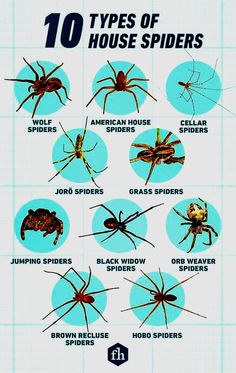 the top ten types of house spideres