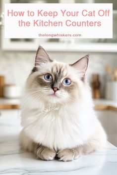 a white cat sitting on top of a kitchen counter with the words how to keep your cat off the kitchen counters