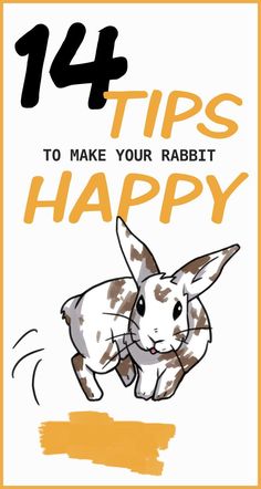 Rabbit Showing, Diy Bunny Toys, Bunny Care Tips, Bunny Things, Rabbit Facts, Lionhead Bunny, Rabbit Behavior, Rabbit Stuff