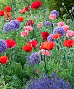 an image of colorful flowers in the garden