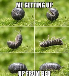 four different pictures of a bug crawling on grass