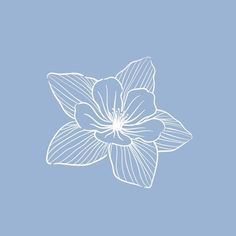 a white flower on a blue background