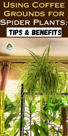 a houseplant is shown with the words using coffee grounds for spider plants tips and benefits