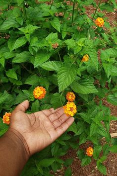 a hand reaching out towards an orange flower in the middle of a garden with green leaves