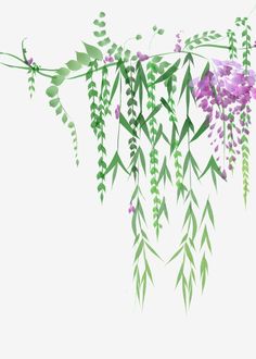 purple flowers and green leaves are hanging from a branch on a white background with space for text