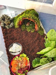 an assortment of plants and food in a container on the ground next to each other