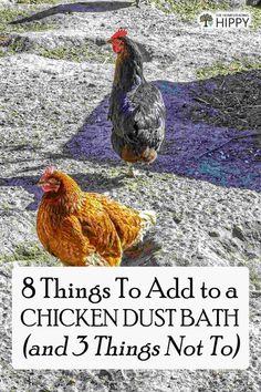 two chickens standing next to each other with the words 8 things to add to a chicken dust bath and 3 things not to